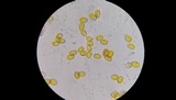 Simocybe centunculus var. centunculus image
