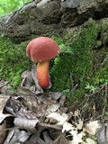 Baorangia bicolor image