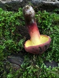 Baorangia bicolor image
