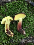 Baorangia bicolor image