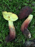 Baorangia bicolor image