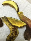 Baorangia bicolor image