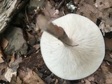Melanoleuca alboflavida image
