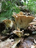 Meripilus sumstinei image
