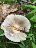 Russula crustosa image