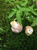 Russula crustosa image