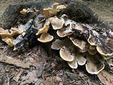Meripilus sumstinei image