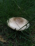 Pluteus petasatus image