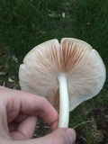 Pluteus petasatus image