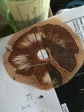 Pluteus petasatus image