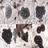 Buellia subdisciformis image