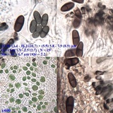 Buellia subdisciformis image