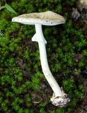 Amanita solaniolens image