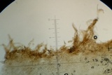 Inocybe malenconii image