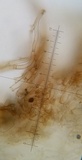 Inocybe malenconii image