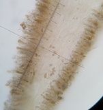 Inocybe malenconii image