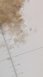 Inocybe malenconii image