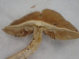 Inocybe malenconii image