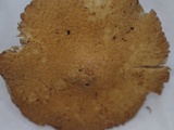 Inocybe malenconii image