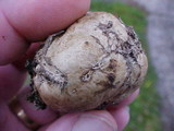 Scleroderma areolatum image