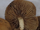 Inocybe malenconii image