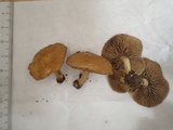 Inocybe malenconii image