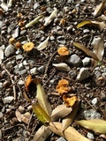 Inocybe malenconii image