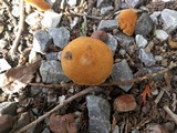 Inocybe malenconii image