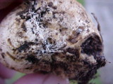 Scleroderma areolatum image
