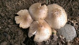 Pluteus petasatus image