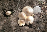 Pluteus petasatus image