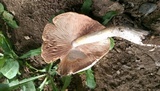 Pluteus petasatus image