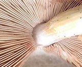 Pluteus petasatus image