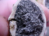Scleroderma areolatum image