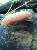 Rhodotus palmatus image