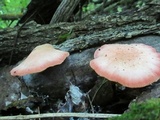 Rhodotus palmatus image