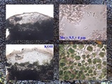 Protoparmelia badia image