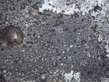 Image of Protoparmelia montagnei