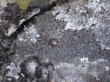 Protoparmelia montagnei image