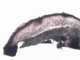 Protoparmelia montagnei image