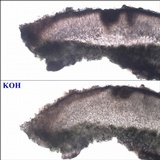 Protoparmelia montagnei image