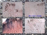 Protoparmelia montagnei image