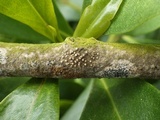 Thelopsis isiaca image