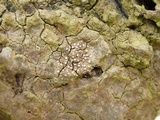 Thelopsis isiaca image