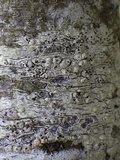 Skyttea pertusariicola image