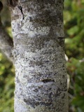 Skyttea pertusariicola image