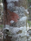 Skyttea pertusariicola image