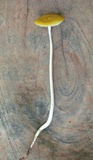 Hymenopellis incognita image