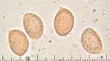 Hymenopellis incognita image