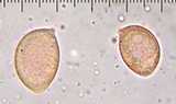 Hymenopellis incognita image